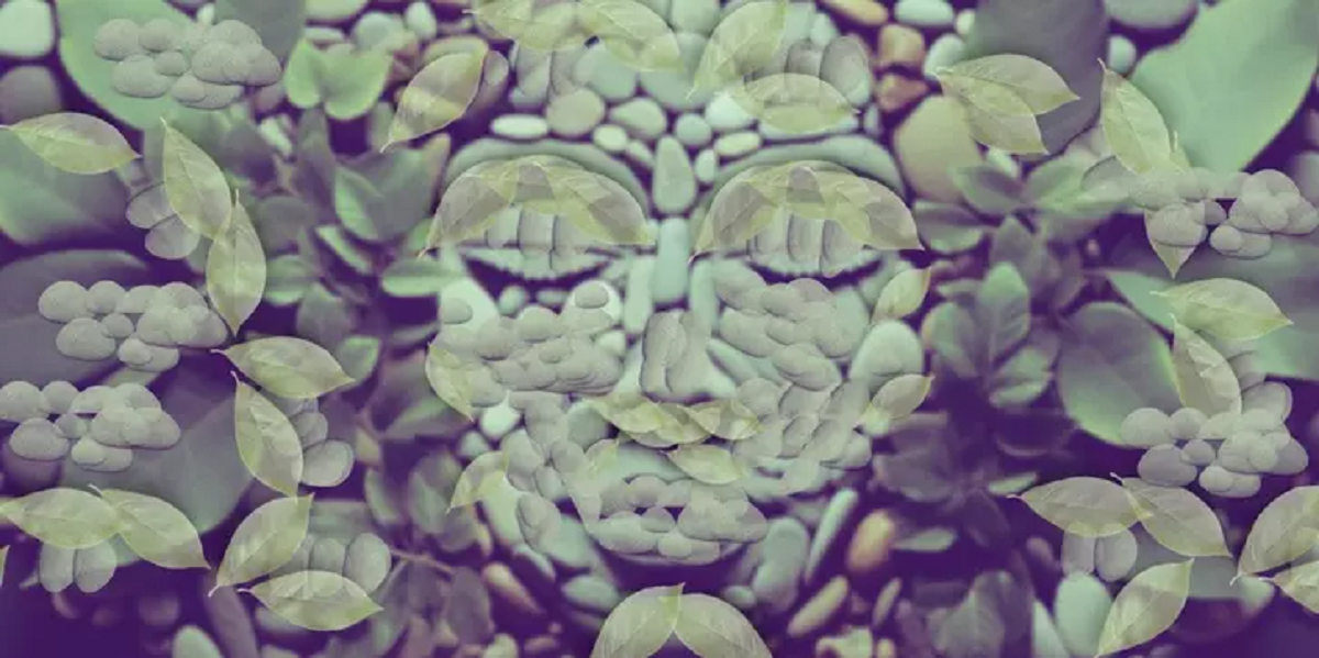 Τεστ προσωπικότητας: Αυτό που βλέπετε πρώτα θα αποκαλύψει τα κρυφά σας χαρακτηριστικά – Πρόσωπο, βότσαλα ή φύλλα;