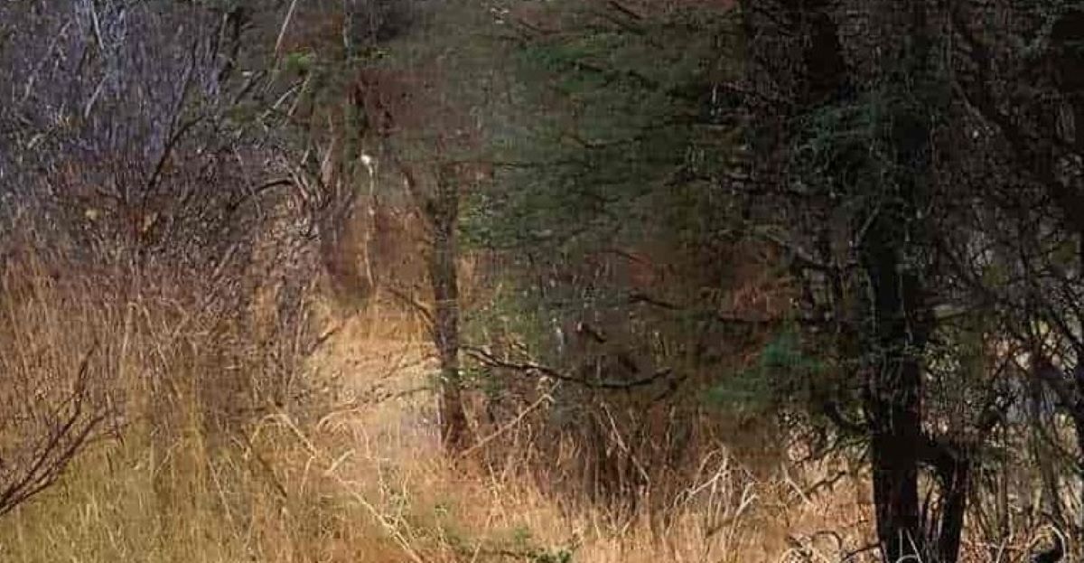 Οπτική ψευδαίσθηση