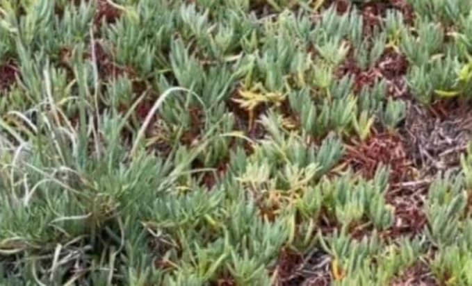 Οπτική ψευδαίσθηση