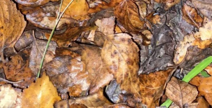 Οπτική ψευδαίσθηση