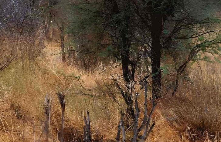 Οπτική ψευδαίσθηση