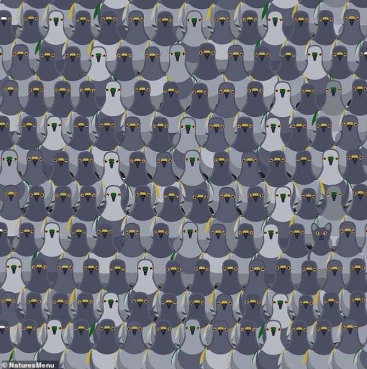 Οπτική ψευδαίσθηση