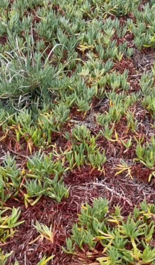 Οπτική ψευδαίσθηση