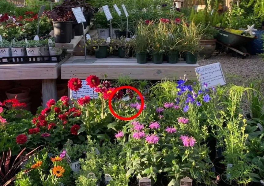 Οπτική ψευδαίσθηση