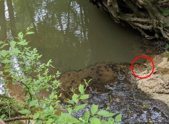 Οπτική ψευδαίσθηση