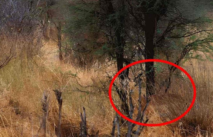 Οπτική ψευδαίσθηση