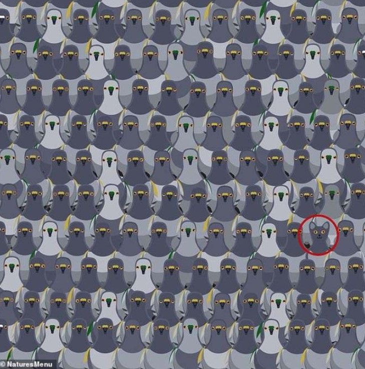 Οπτική ψευδαίσθηση