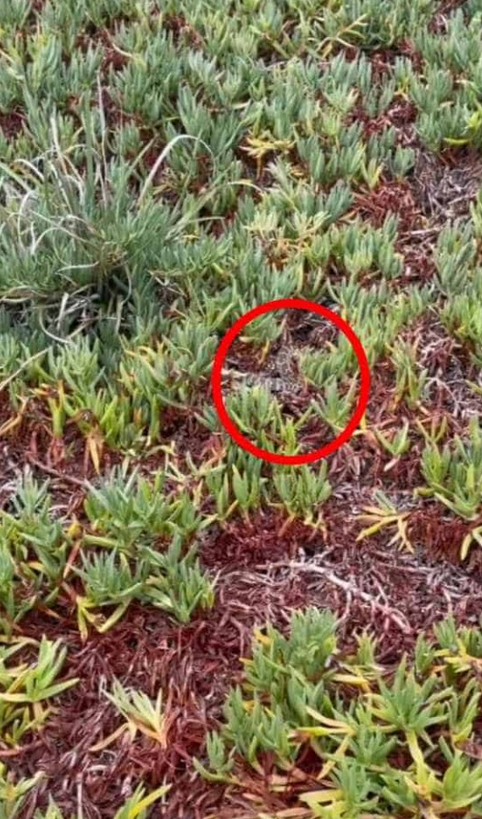 Οπτική ψευδαίσθηση