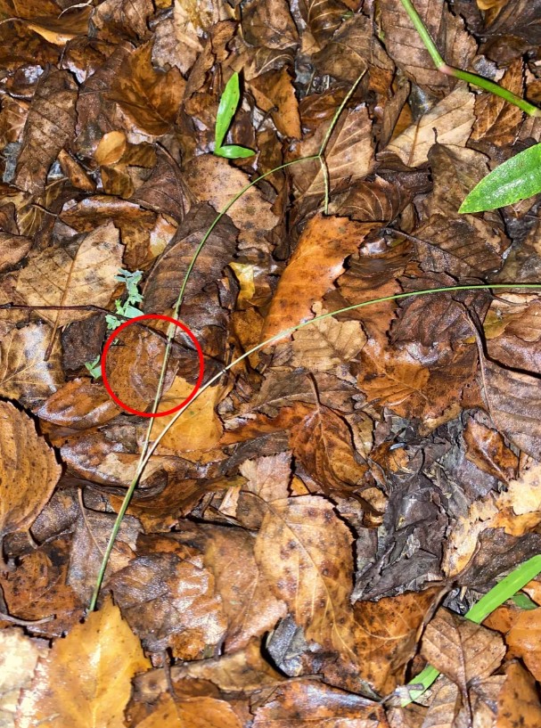 Οπτική ψευδαίσθηση