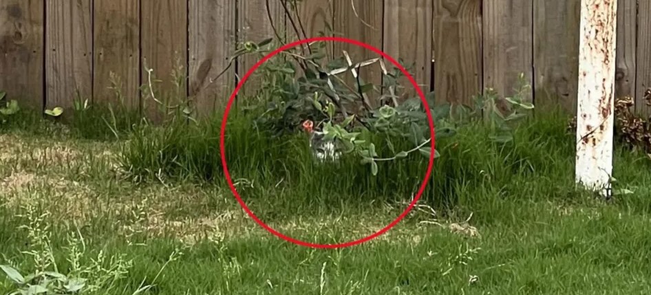 Οπτική ψευδαίσθηση