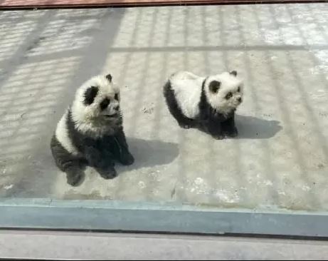 Κίνα: Εξοργισμένοι οι επισκέπτες ζωολογικού κήπου – Ανακάλυψαν ότι τα πάντα ήταν… σκυλιά βαμμένα ασπρόμαυρα