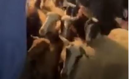 Κρήτη: Τα πρόβατα περνούν κάτω από τον Επιτάφιο για ευλογία – ΒΙΝΤΕΟ