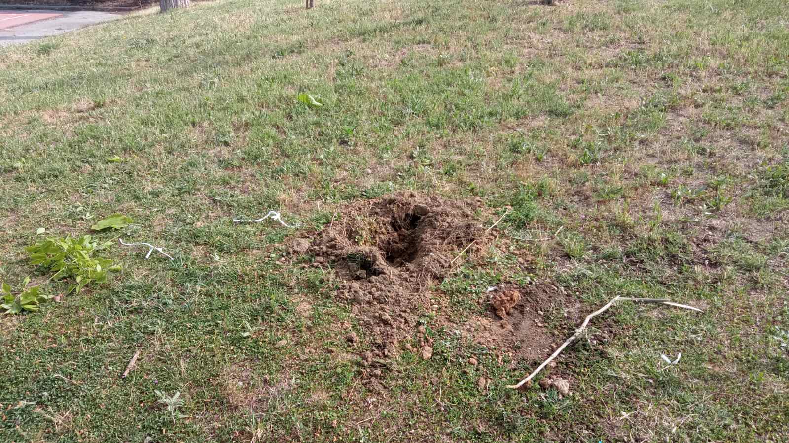 Θεσσαλονίκη: Άγνωστοι κατέστρεψαν δέντρα που φύτεψαν μαθητές και αστυνομικοί για τα θύματα των Τεμπών