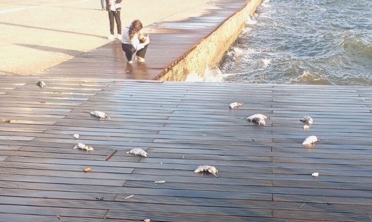 Θεσσαλονίκη: Γέμισε ποντίκια ο Θερμαϊκός μετά την μπόρα – BINTEO