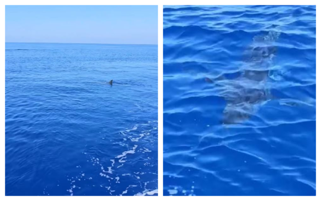 καρχαρίας Κύπρος