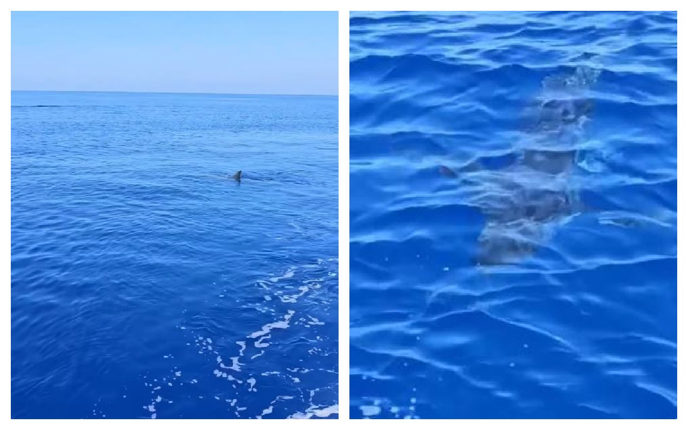 καρχαρίας Κύπρος