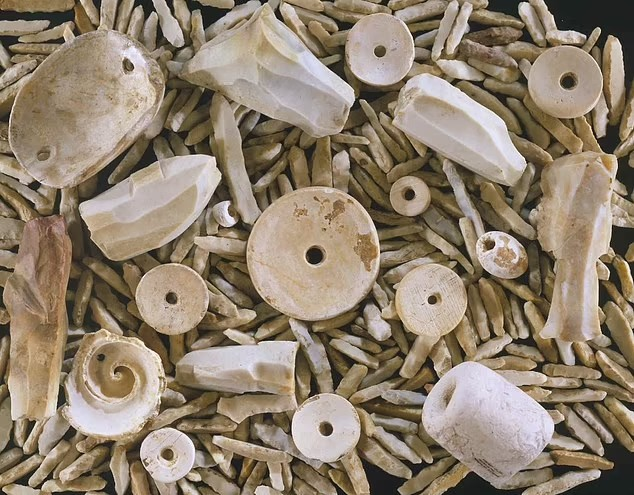 Οι εκατοντάδες μικροτρυπάνια και οι έξι πυρήνες σε αυτήν την εικόνα συλλέχθηκαν στην επιφάνεια πολλά χρόνια πριν από τον Γκρέγκορι Περίνο στην οδό Κούνεμαν στην περιοχή Μαχόκια Καχόκια στο νότιο Ιλινόις. Τα διάτρητα κελύφη και οι χάντρες βρέθηκαν επάνω και κοντά σε αυτήν την ίδια περιοχή του Μισισιπή