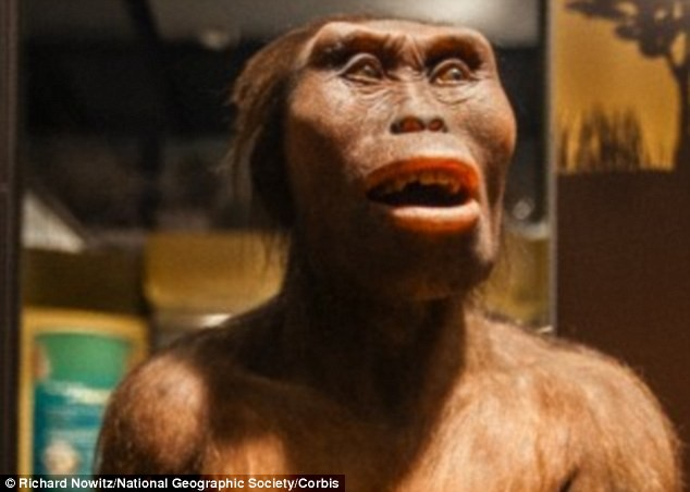 Τα ευρήματα του Homo erectus, όπως και του παραπάνω, έχουν χρονολογηθεί μεταξύ 1,6 και 500.000 ετών πριν