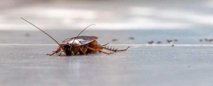 Periplaneta americana