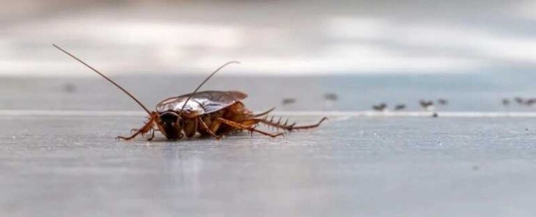 Periplaneta americana