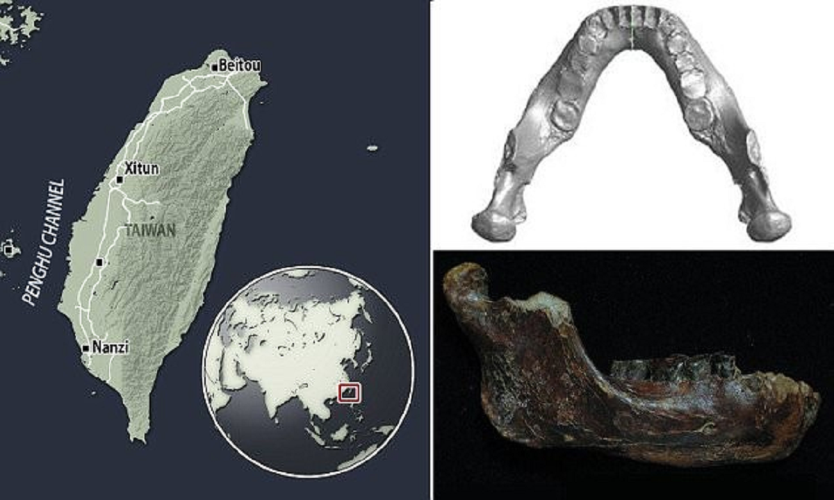 Ένα απολιθωμένο ογκώδες οστό της κάτω γνάθου ξεβράστηκε σε ακτή και βρίσκεται στο μικροσκόπιο