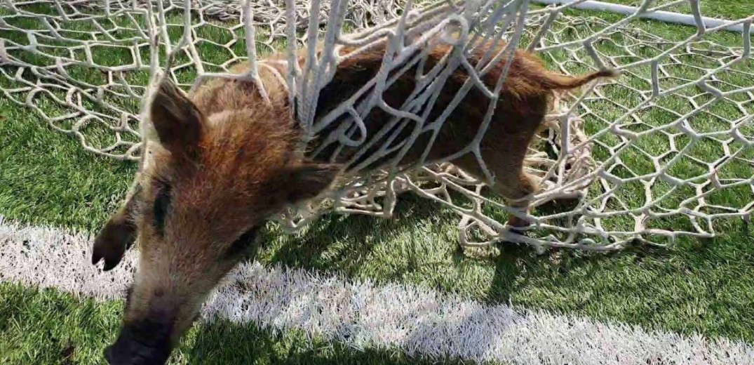 Θεσσαλονίκη: Μικρό αγριογούρουνο μπλέχτηκε στα δίχτυα τέρματος ποδοσφαίρου – ΦΩΤΟ και ΒΙΝΤΕΟ