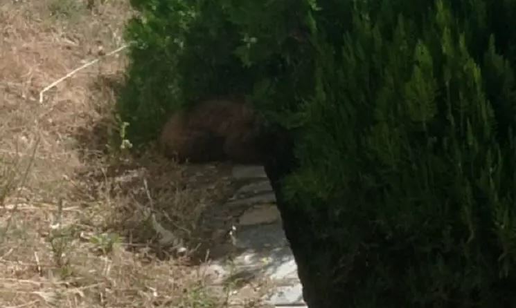 Καστοριά: Απεγκλωβίστηκε αρκουδάκι 6 μηνών από προαύλιο ξενοδοχείου