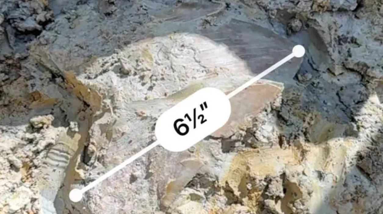 Ο Paul Columbia και η οικογένειά του από τη Φλόριντα ανακάλυψαν ένα πραγματικό δόντι καρχαρία, σε μέγεθος τέρατος, ενώ ήταν σε διακοπές στη Νότια Καρολίνα.