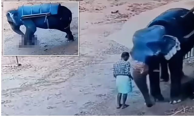 Βίντεο: Η συγκλονιστική στιγμή που ελέφαντας σκοτώνει τον εκπαιδευτή του