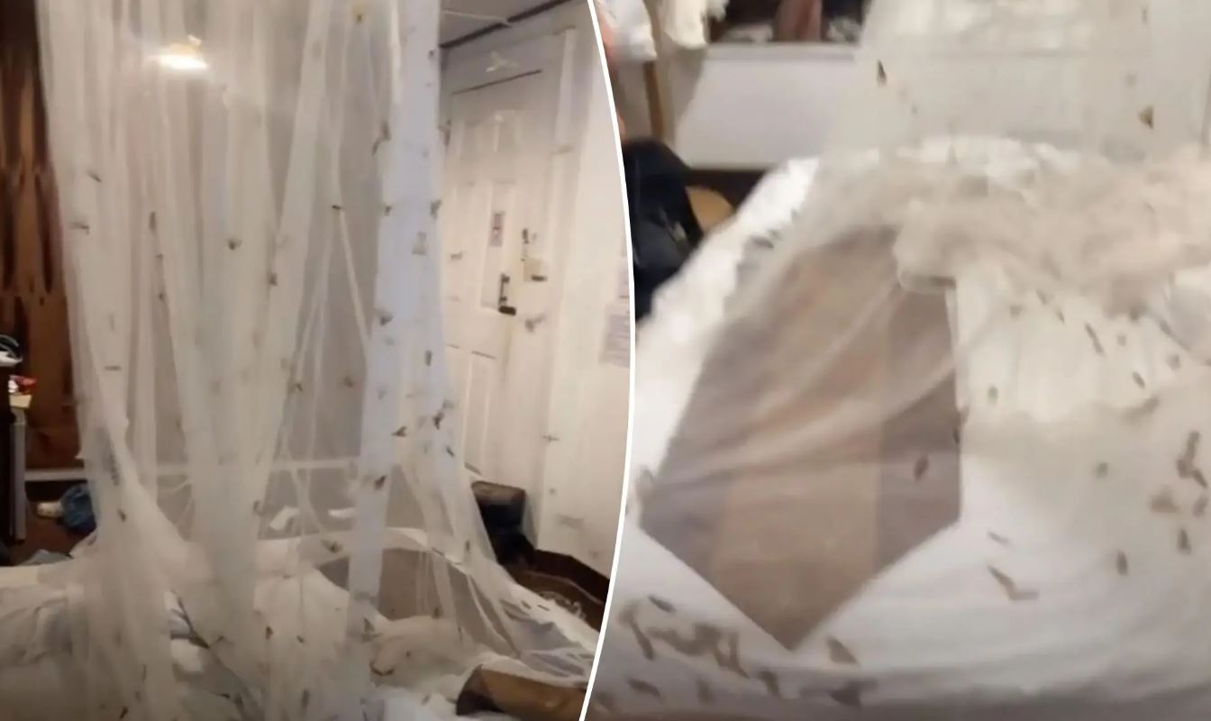 Βίντεο: Τουρίστες έκαναν μοιραίο λάθος – Μπήκε στο δωμάτιό τους σμήνος με «πάνω από 2.000 έντομα»