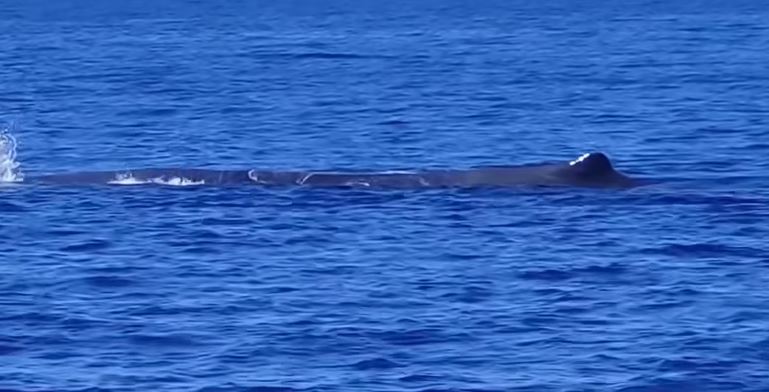 Βίντεο: Φάλαινα φυσητήρας εμφανίστηκε ανοιχτά της Ζακύνθου