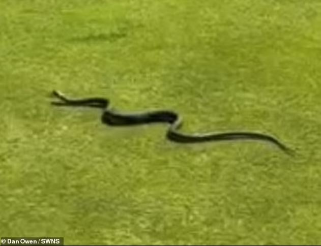 Βίντεο: Παίκτης του γκολφ μένει έκπληκτος βλέποντας στο γήπεδο ένα δηλητηριώδες φίδι μήκους 3 μέτρων