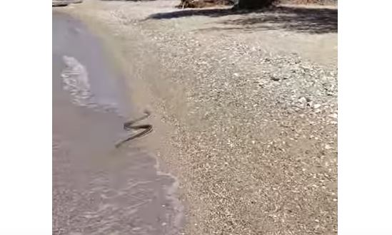 Αναστάτωση σε παραλία στην Πάτρα: Φίδι κολυμπούσε στη θάλασσα – Δείτε βίντεο