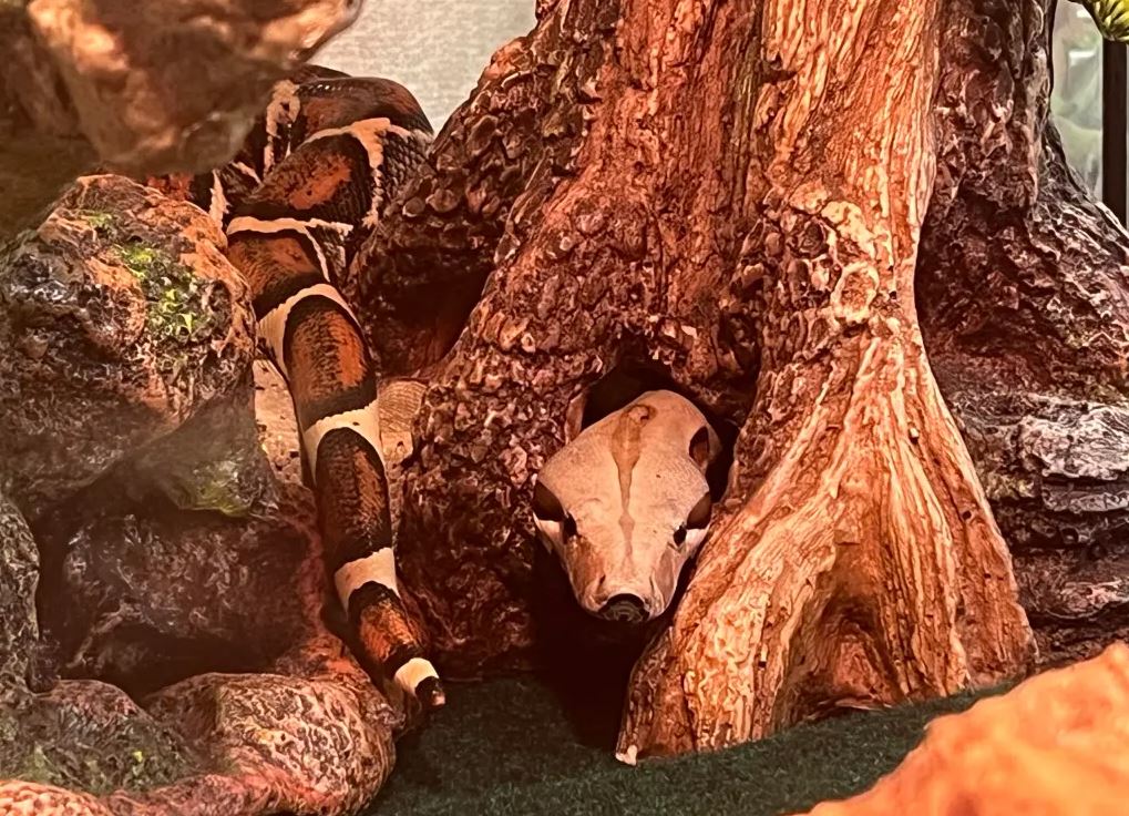 Τεράστιο φίδι προσπάθησε να μπει σε διαμέρισμα – Κανείς δεν ξέρει από πού προήλθε