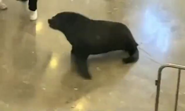 Βίντεο: Θαλάσσιο λιοντάρι πυροδοτεί χάος σε εμπορικό κέντρο