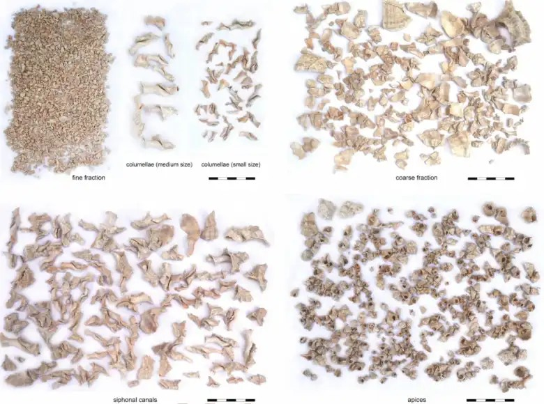 Θρυμματισμένα μωβ κελύφη σαλιγκαριού βρέθηκαν στην περιοχή. Αναγνώριση: Λ. Μπέργκερ