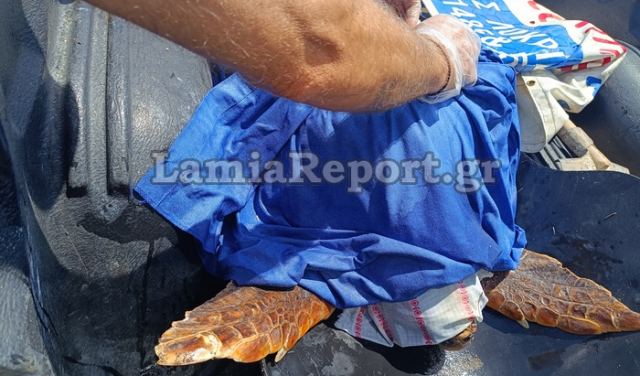 Φθιώτιδα Χελώνα Καρέτα Καρέτα