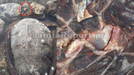 Φθιώτιδα Χελώνα Καρέτα Καρέτα