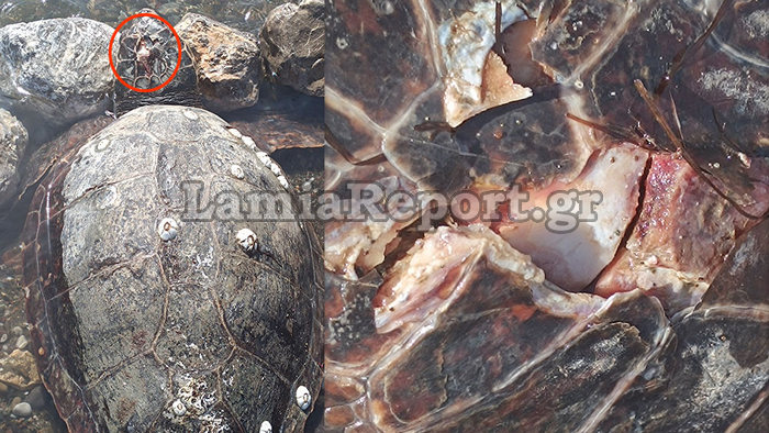 Φθιώτιδα Χελώνα Καρέτα Καρέτα