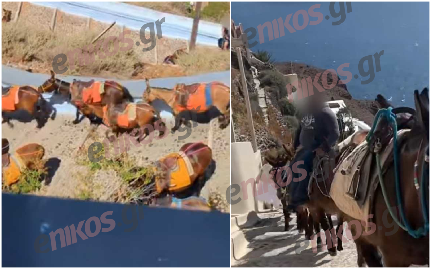 Σαντορίνη: Γαϊδουράκια σε ρόλο «ταξιτζή» την ημέρα και «απορριμματοφόρου» την νύχτα – Αντιδράσεις στα social media – ΒΙΝΤΕΟ