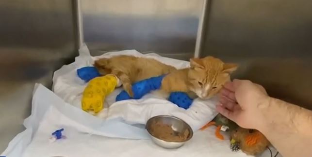 Θεσσαλονίκη: Ακρωτηρίασαν γατάκι