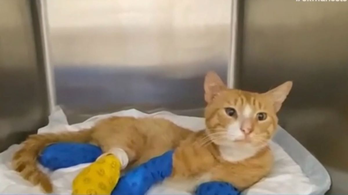 γάτος ήφαιστος