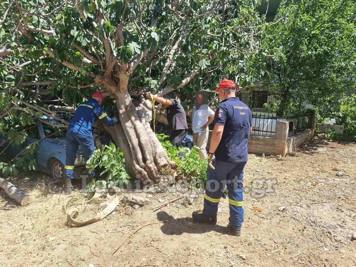 Λαμία Δέντρο