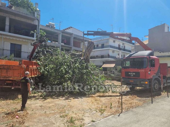 Λαμία Δέντρο