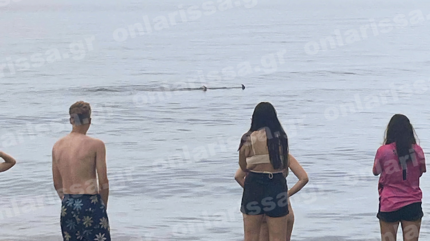 Λάρισα: Καρχαριοειδές εμφανίστηκε κοντά σε παραλία – Τρόμος για τους λουόμενους – ΦΩΤΟ