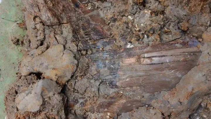 Με την βοήθεια του οδηγού τους από τoν εκπαιδευτικό οργανισμό απολιθωμάτων του Παλμέτο, ο Κολούμπια και οι γιοι του ανακάλυψαν ένα δόντι μεγαλόδοντα 6,5 ιντσών, που χρονολογείται πριν από εκατομμύρια χρόνια.