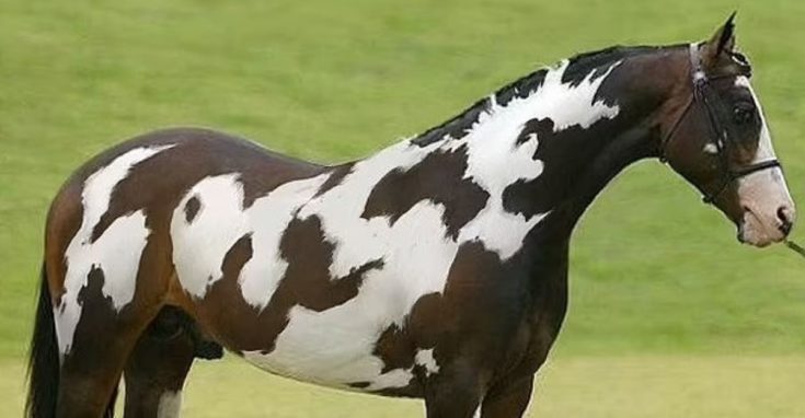 Οπτική ψευδαίσθηση