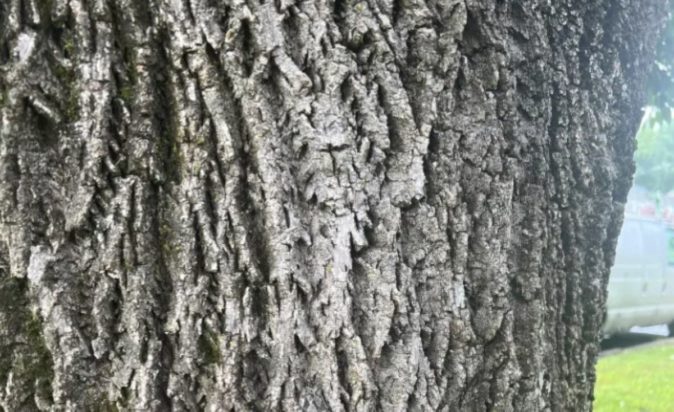 Οπτική ψευδαίσθηση