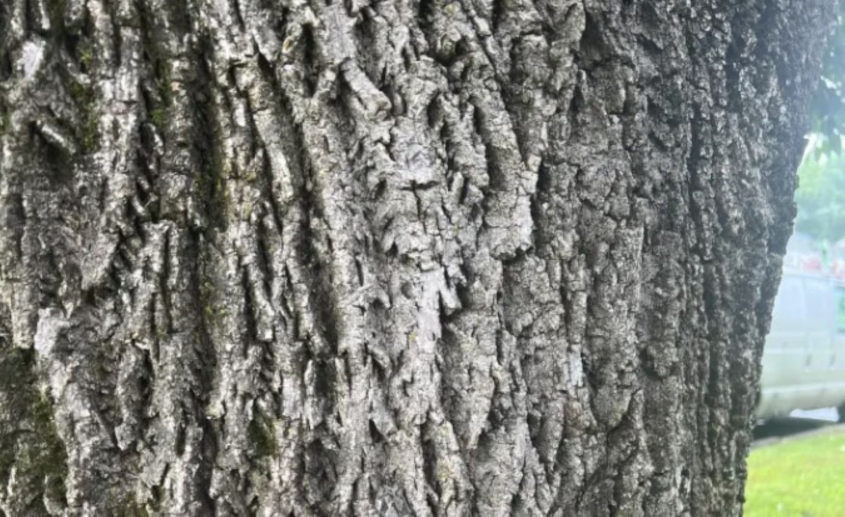 Οπτική ψευδαίσθηση