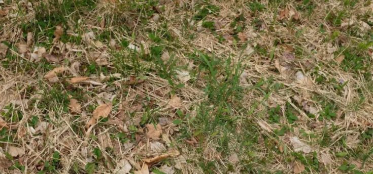 Οπτική ψευδαίσθηση